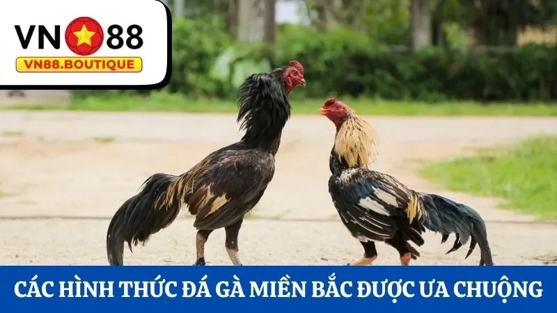 Các hình thức đá gà miền Bắc được ưa chuộng