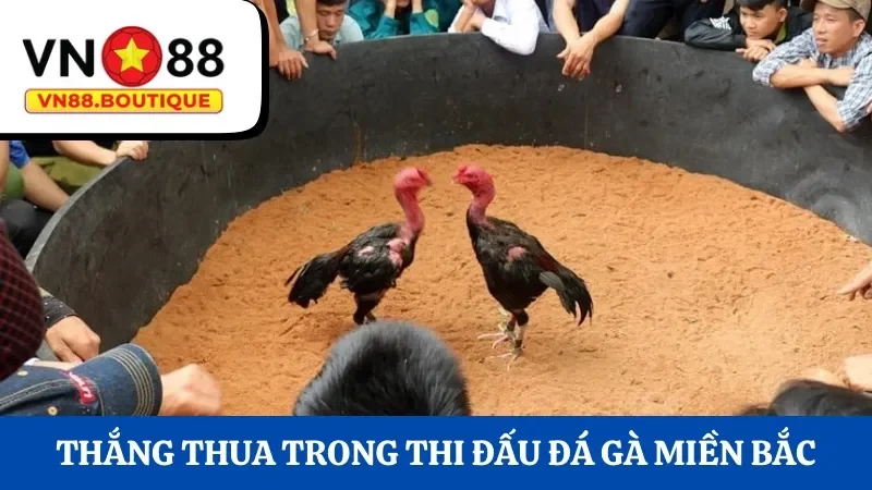 Nhận định thắng thua trong thi đấu đá gà miền Bắc