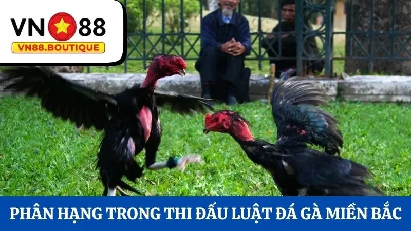 Phân hạng trong thi đấu luật đá gà miền Bắc